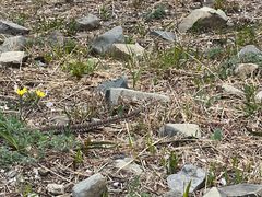 -北京鹫峰国家森林公园
