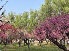 -莲花池公园