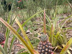 -中国科学院西双版纳热带植物园