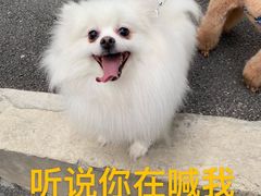-关爱宠物医院·猫科中心·消化科(滨湖万达分院)