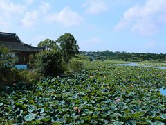 -上海海湾国家森林公园