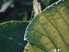 -大宁公园
