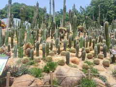 -深圳仙湖植物园