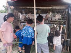 -樂桃源奉贤黄桃种植采摘基地