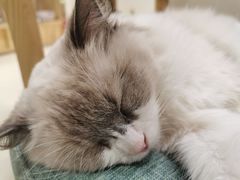 -藏猫猫咖啡主题馆(中央大道店)