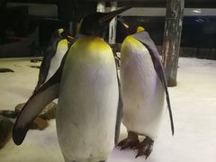 -悉尼海洋生物水族馆