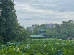 -桂湖森林公园