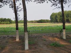 -东郊湿地公园