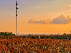 -三圣花乡旅游区