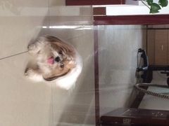 光景动物医院(江南中店)-瑞派动物医院·绝育·犬猫全科·预防医学(光景江南中店)