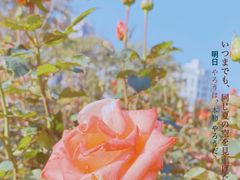 -香蜜公园