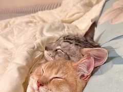 -喵zoo家庭繁育猫舍(尖东智能花园店)