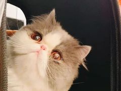 -萌兽医馆·眼科·异宠专科(三里屯店)
