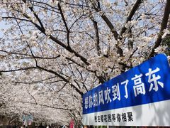 -高东镇樱花园