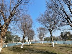 -金沙湖公园