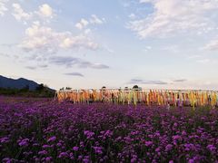 -北京东方普罗旺斯薰衣草庄园