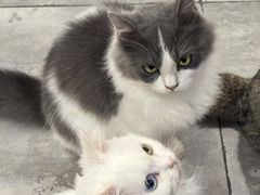 -楼上猫咖(罗湖店)