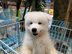 -龟与熊猫宠物公园(南坪店)