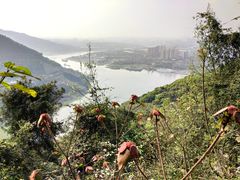 -铁山坪森林公园