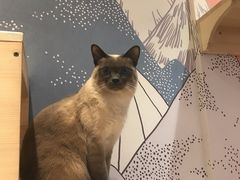 -滚猫咖啡·猫咖·猫友好撸猫(未来城店)