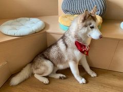 -Husky Go! 哈士奇体验馆·宠物咖啡厅狗咖