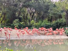 -广州长隆飞鸟乐园
