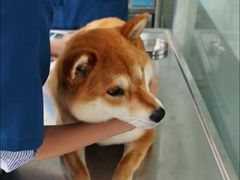 -申普宠物医院·心脏介入·心血管微创(总院)