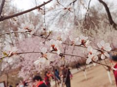 -桃花堤公园