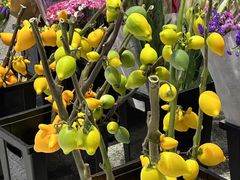 -双季花艺园艺市场(浦东店)