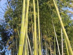 -秋霞圃