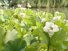 -洛阳市隋唐城遗址植物园
