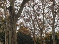 -习家池