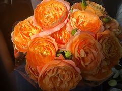 -朝来春花卉市场