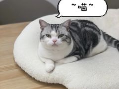 -有喵·猫咖·狗咖·40+猫狗有小奶狗(岗厦店)