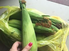 -南汇老顾农家乐采摘大团水蜜桃采摘店