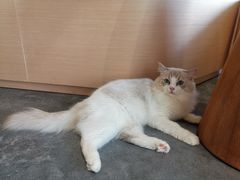 -瞄一喵猫咖(格力海岸店)