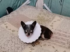 -瑞派福兴宠物医院犬猫全科·骨科·中西医结合(河东店)