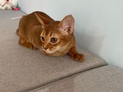 -喵宠乐园·撸猫互动·猫舍