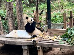 -广州长隆野生动物世界