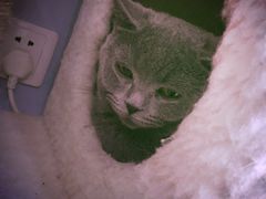 -喵的天空名猫咖啡馆·撸猫·猫舍·用品