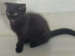 -pd派德宠物中心医院24H急重症·眼科中心·血液透析中心(嵩山北路店)