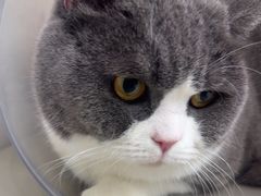 -瑞派康怡24h宠物医院·犬猫医疗中心·微创绝育(瑞景分院)