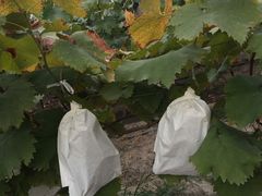 -马陆小张葡萄园农家乐