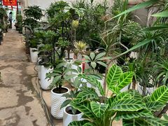 -金陵花卉交易市场