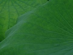 -扬州大运河文化旅游度假区·盆景园