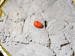 -二荆条·蜀鲜汇城市森林火锅