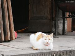 门口揣手的猫-周血旺老店