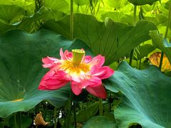 -莲花池公园