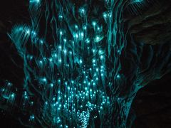 -怀托摩萤火虫洞