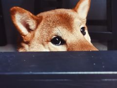 -柚下次·关东煮